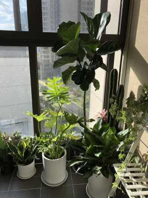 空调种草科普知识大全（空调屋种什么植物）